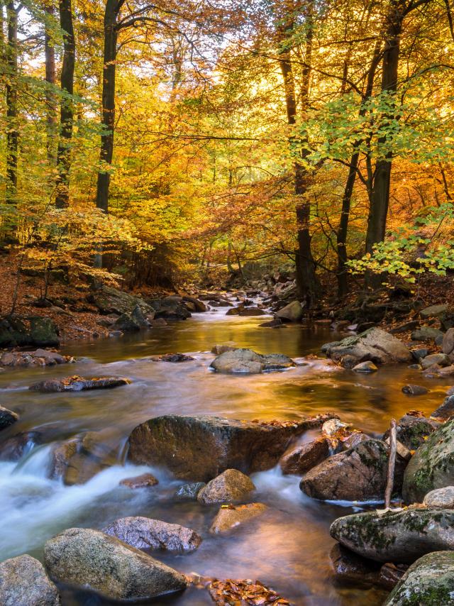 Forêt