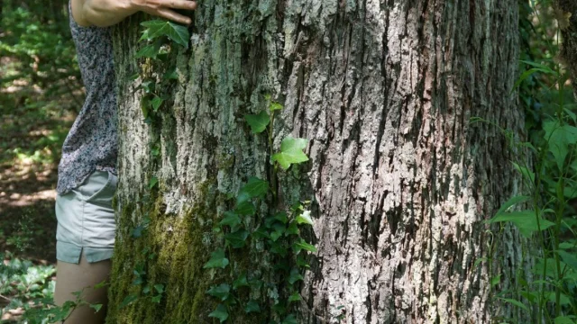 Sylvothérapie sur la Plaine des Vosges